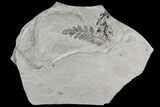 Fossil Plants (Sphenopteridium & Neuropteris) - Kinney Quarry, NM #80428-1
